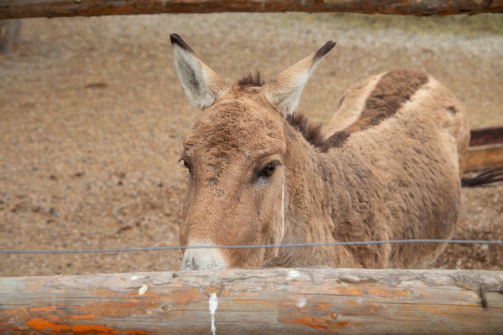В этом году на развитие Новосибирского зоопарка выделят  265 миллионов рублей