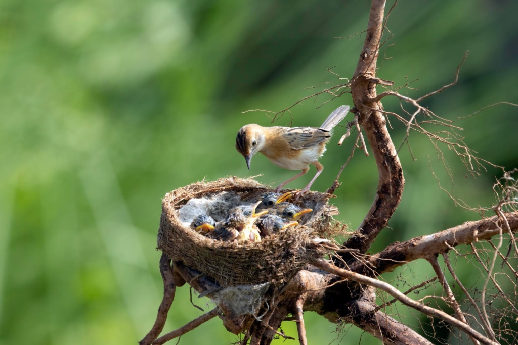 В Самарской области в этом году соорудят более 100 гнездовий для редких птиц