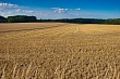 Краснодарская прокуратура помогла вернуть 195 гектаров сельскохозяйственных земель в собственность сельского поселения
